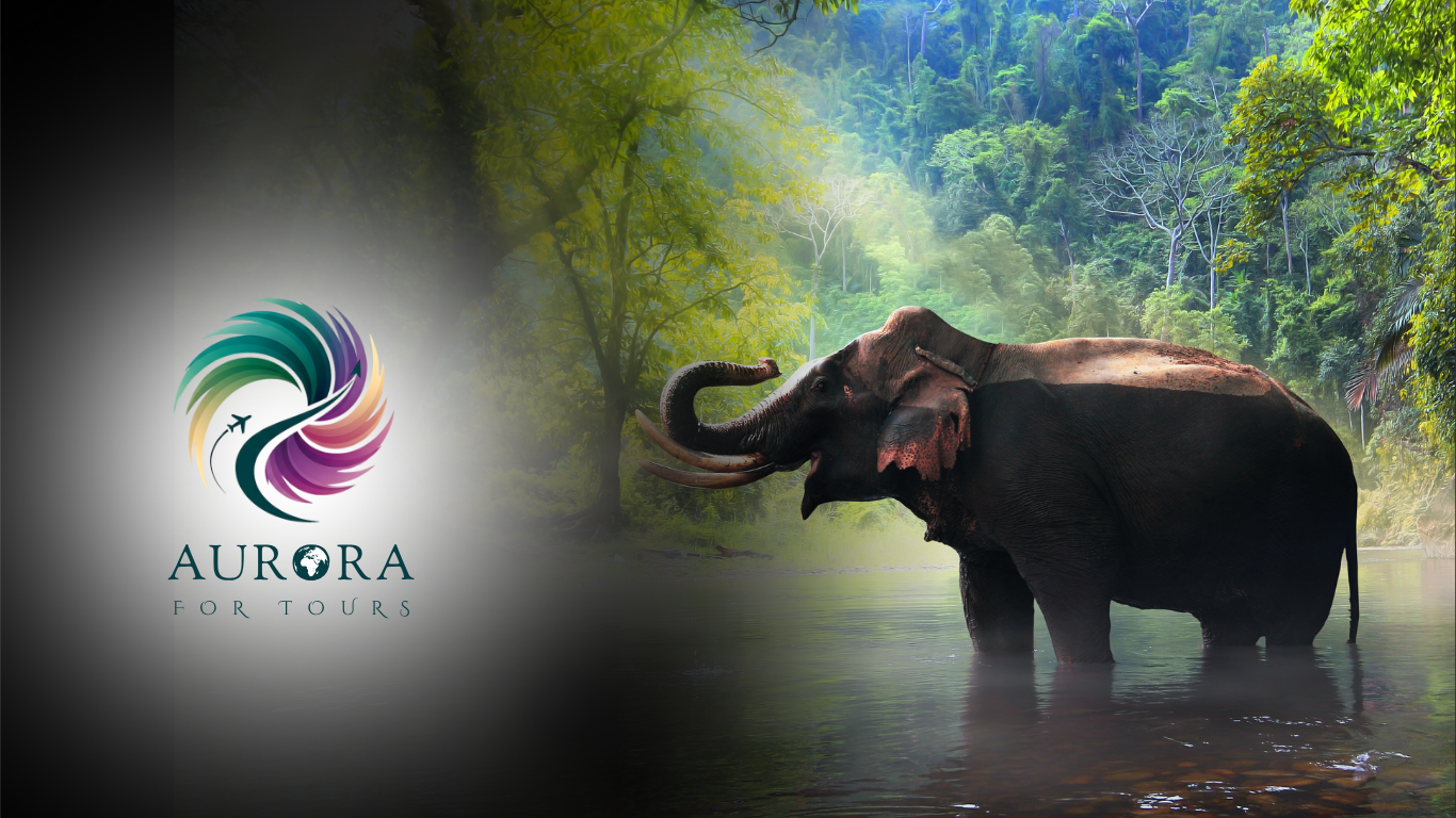 أرورا للسياحة والسفر